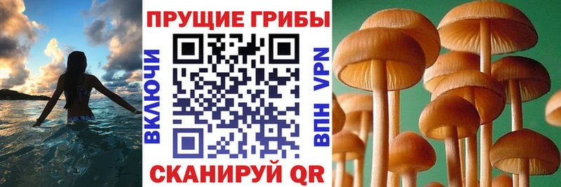 закладка  Невьянск  Галлюциногенные грибы Cubensis 